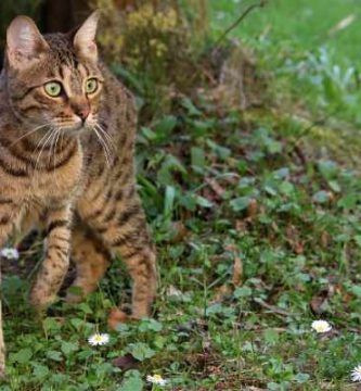 gato bengala silvestre