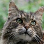 maine coon