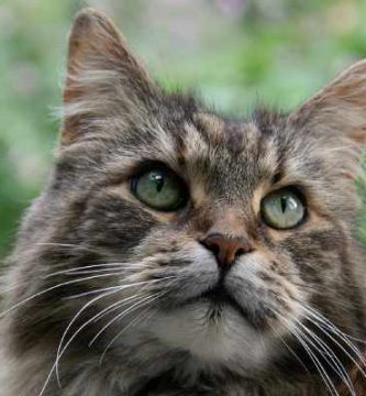 maine coon