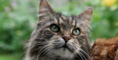 maine coon