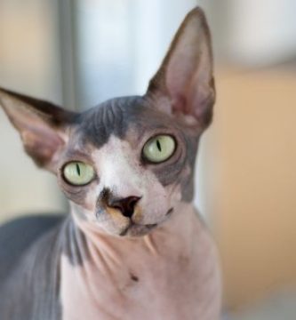 raza sphynx gato