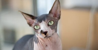 raza sphynx gato