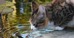 gato bebiendo agua