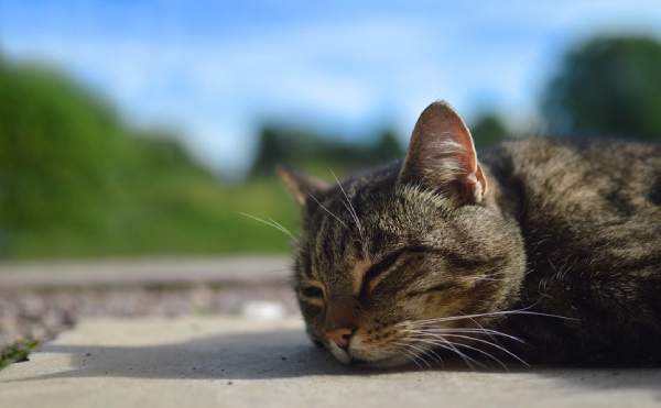 gato vacaciones