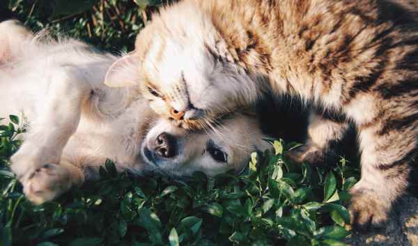 gato y perro amigos